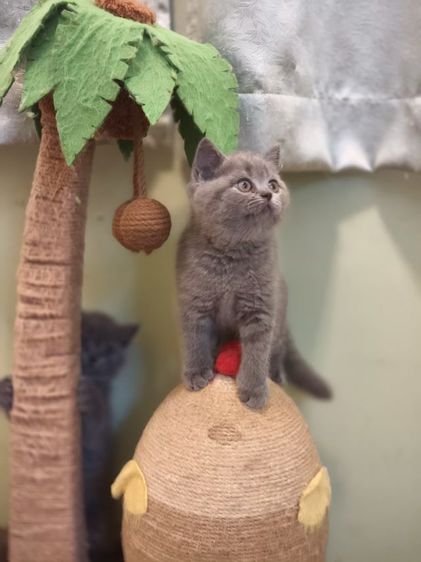 ดช บริติช ช็อตเเฮร์