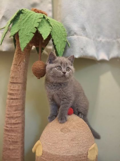 ดช บริติช ช็อตเเฮร์ รูปที่ 2