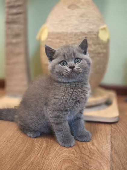 ดช บริติชช็อตเเฮร์ รูปที่ 3