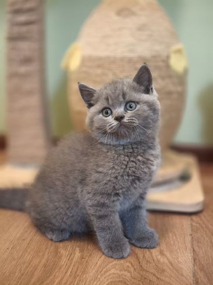 ดช บริติชช็อตเเฮร์ รูปที่ 2