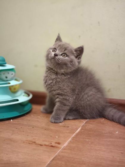 ดญ บริติช ช็อตเเฮร์ รูปที่ 4