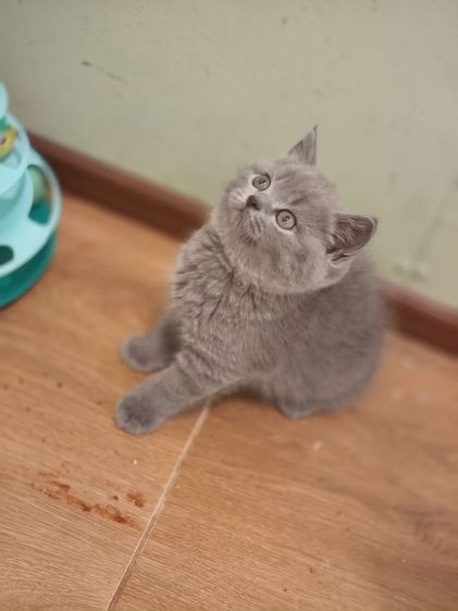 ดญ บริติช ช็อตเเฮร์