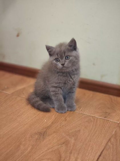 ดญ บริติชช็อตเเฮร์