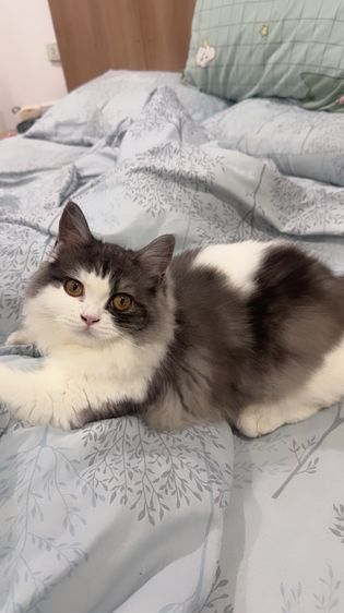 เด็กหญิงหนอนบุ้งวัย 5 เดือน  น้องขี้อ้อนมากกกกกก