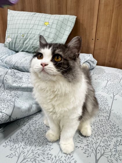 เด็กหญิงหนอนบุ้งวัย 5 เดือน  น้องขี้อ้อนมากกกกกก รูปที่ 2