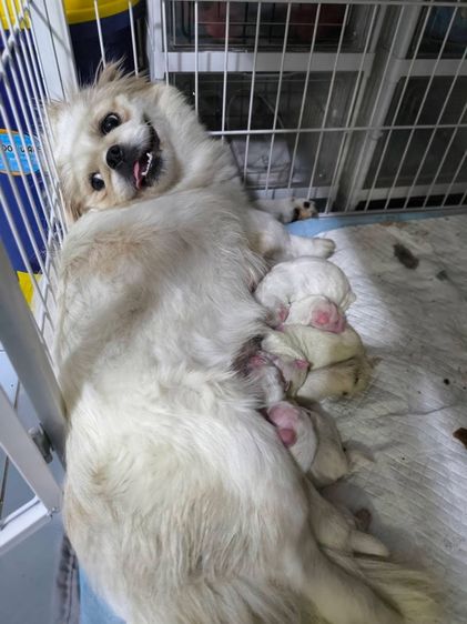 ปักกิ่งผู้3เมีย2 รูปที่ 2