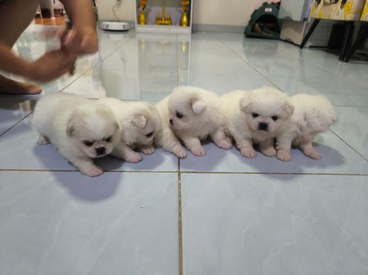 ปักกิ่งผู้3เมีย2