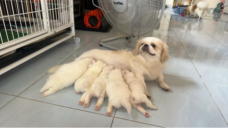 ปักกิ่งผู้3เมีย2 รูปที่ 3