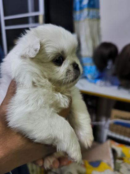 ปักกิ่งผู้3เมีย2 รูปที่ 7