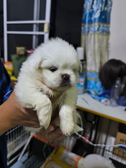 ปักกิ่งผู้3เมีย2 รูปที่ 8