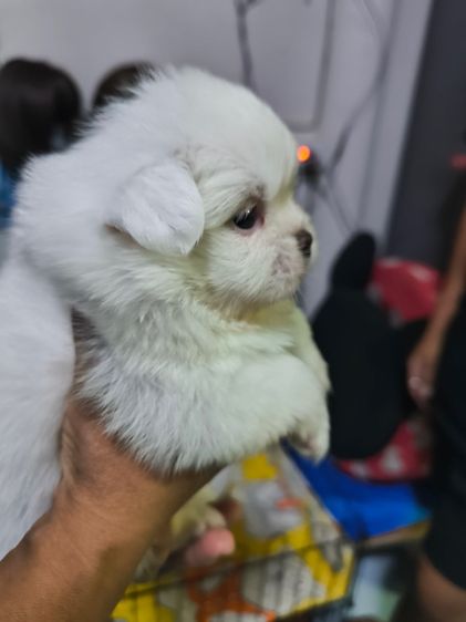 ปักกิ่งผู้3เมีย2 รูปที่ 9