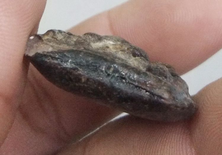 3090-พระหลวงปู่บุญ วัดกลางบางแก้วเนื้อผงใบลานเก่า รูปที่ 8