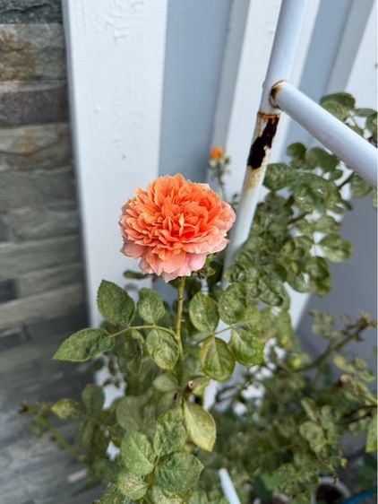 กุหลาบ รูปที่ 3