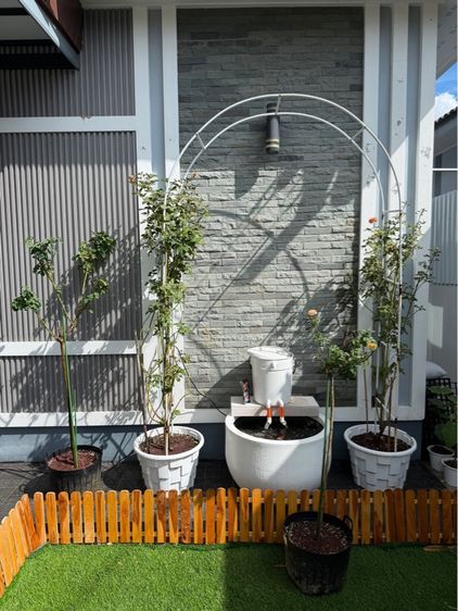 ต้นไม้จริง กุหลาบ