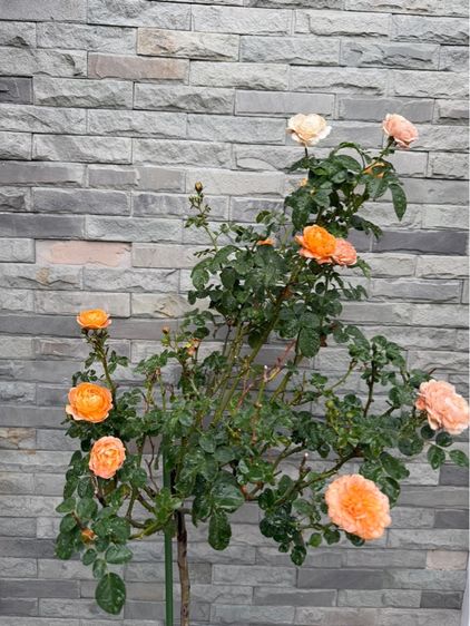 กุหลาบ รูปที่ 5