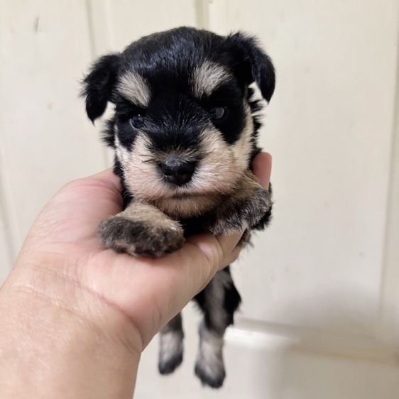 ชเนาเซอร์ เมีย สีแบล็คซิลเวอร์ รูปที่ 3