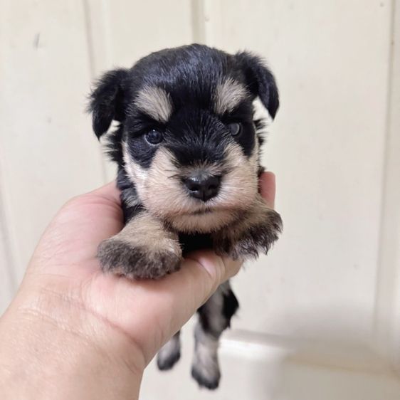 ชเนาเซอร์ เมีย สีแบล็คซิลเวอร์