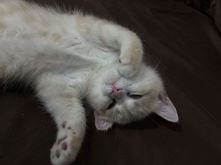 น้องชื่อเกอเก้อ ขี้เซามากและขี้เล่นมากด้วย รูปที่ 4