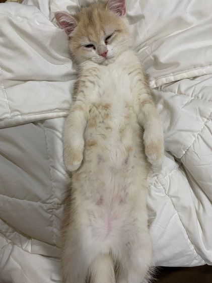 น้องชื่อเกอเก้อ ขี้เซามากและขี้เล่นมากด้วย รูปที่ 6