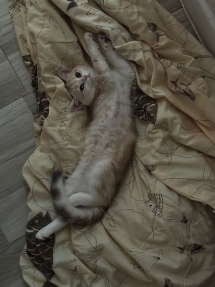 น้องชื่อเกอเก้อ ขี้เซามากและขี้เล่นมากด้วย รูปที่ 2