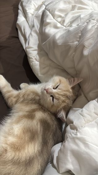 น้องชื่อเกอเก้อ ขี้เซามากและขี้เล่นมากด้วย รูปที่ 3