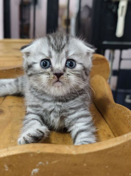 ดญ ดช สก๊อตติช หูพับ หูตั้ง หลายตัวจ้า