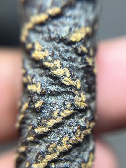 ตะกรุดจระเข้ขบฟันยาว 4.5 นิ้วไม่ทราบที่(มีสินค้าหลายรายการกดเข้ามาดูในโปรไฟล์ได้เลยครับ) รูปที่ 5