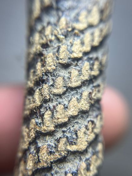 ตะกรุด4นิ้วไม่ทราบที่(มีสินค้าหลายรายการกดเข้ามาดูในโปรไฟล์ได้เลยครับ) รูปที่ 5