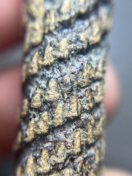 ตะกรุด4นิ้วไม่ทราบที่(มีสินค้าหลายรายการกดเข้ามาดูในโปรไฟล์ได้เลยครับ) รูปที่ 8