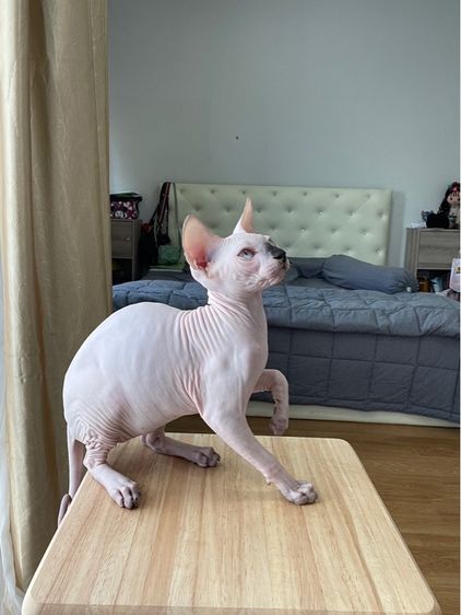 เด็กหญิง สฟิงซ์ จมูกดำ รูปที่ 2