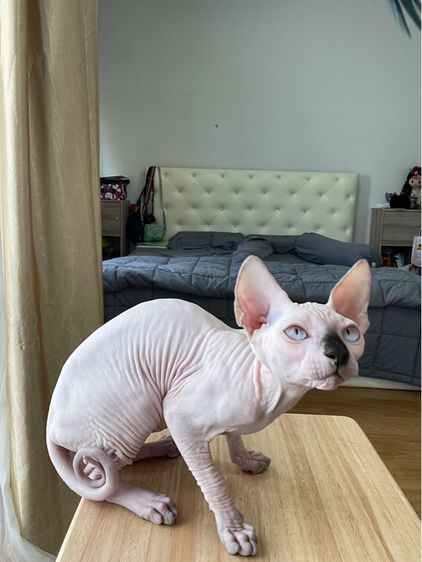 เด็กหญิง สฟิงซ์ จมูกดำ รูปที่ 7