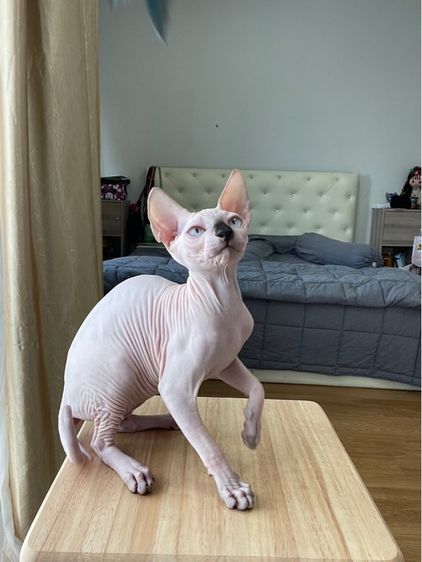 เด็กหญิง สฟิงซ์ จมูกดำ รูปที่ 5