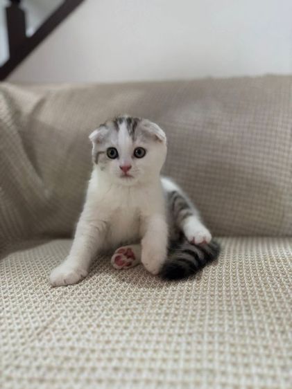 สก้อตติช รูปที่ 2