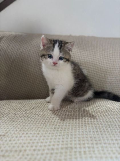 สก้อตติช