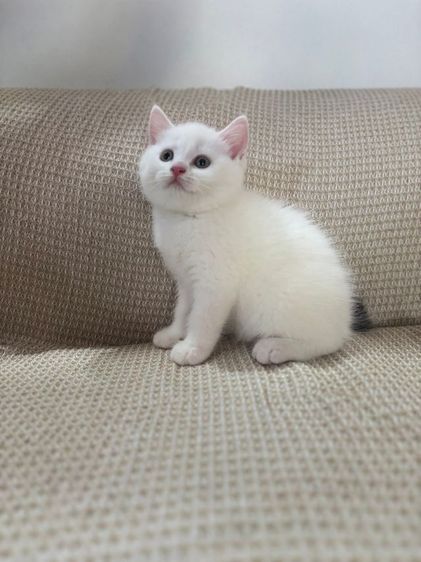 สก้อตติช รูปที่ 3