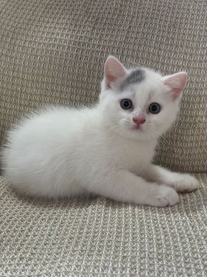 สก้อตติช รูปที่ 4