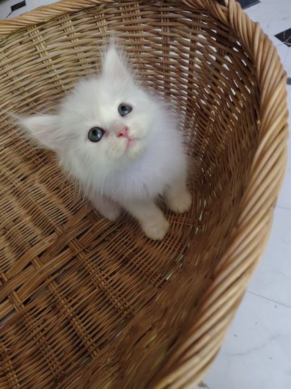 แมวเปอร์เซียติดจอง🍀 รูปที่ 2