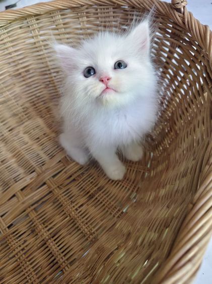 แมวเปอร์เซีย