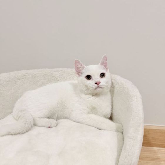 สกอตติช ดช หูตั้ง