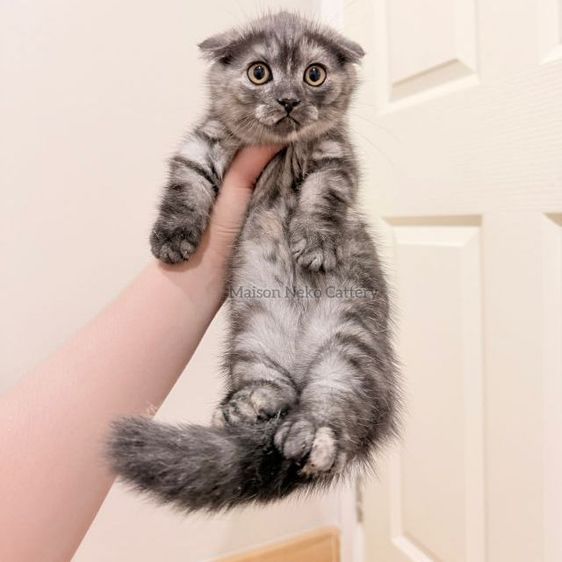 ดญ มันช์กิ้น ขาสั้น