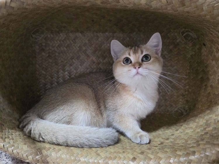 บริติช ชอร์ตแฮร์ (British Shorthair) British Shorthair 