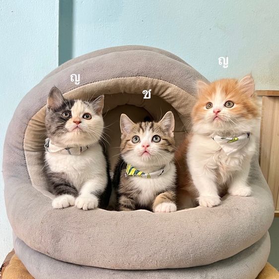 สก็อตติสโฟล