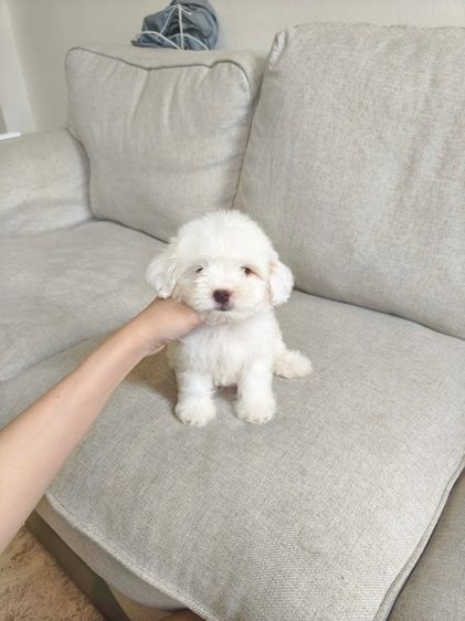 3 สาวน้อย (น้ำตาลติดจอง)