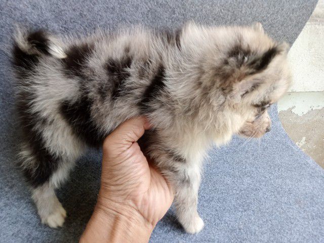 ลูกสุนัขสีบลูเมอร์ เพศเมีย รูปที่ 4