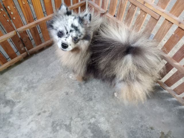 ลูกสุนัขสีบลูเมอร์ เพศเมีย รูปที่ 5