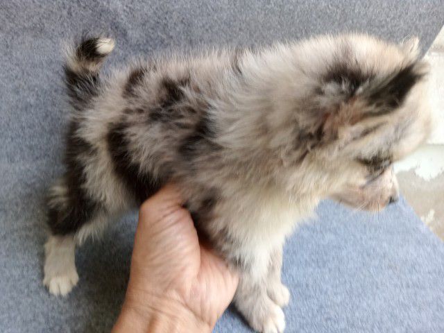 ลูกสุนัขสีบลูเมอร์ เพศเมีย รูปที่ 3