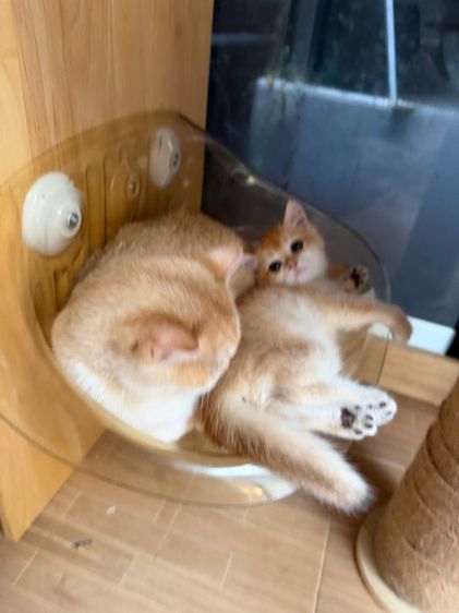 บริติช ชอร์ตแฮร์ (British Shorthair) บริติชสีทองmy พร้อมย้าย