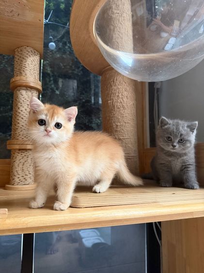 บริติชสีทองnyพร้อมย้าย