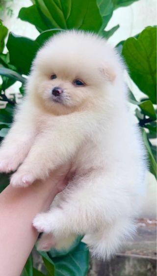 ปอมแท้ รูปที่ 2