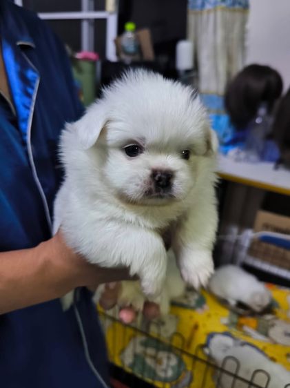 ปักกิ่งผู้3เมีย2 รูปที่ 4